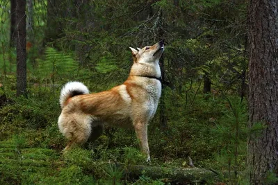 Лайка собака: фото, характер, описание породы