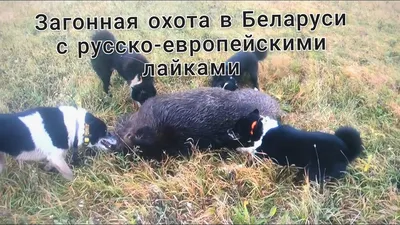 Охота с лайками | Лайки Урал