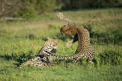 Дальневосточные леопарды: самые редкие кошки на планете