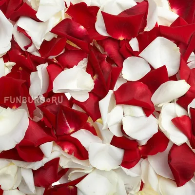 Красно-белые лепестки роз за 2 000 руб. | Бесплатная доставка цветов по  Москве