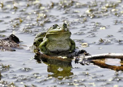 лягушка ну как я хз))) | Frog wallpaper, Cute tumblr wallpaper, Mushroom  wallpaper