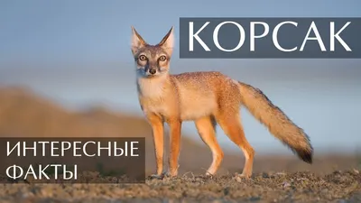 Виды лис - какие бывают виды лис в России, их внешний вид и описание