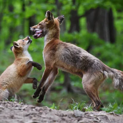 В Приамурье лисицы, рысь и косуля вышли к людям - Российская газета