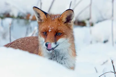 Лиса - это один из самых привлекательных, грациозных и ловких хищников. -  ANIMAL PHOTO