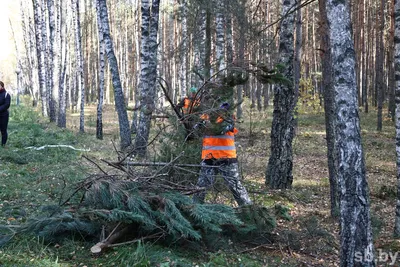 Daily Mail: ущерб природе, нанесенный людьми, оценен не точно | Экология |  Общество | Аргументы и Факты