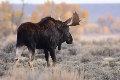 Футболка с оленем/лосём для мужчин или женщин find 7 Moose от бренда The  Mountain, США