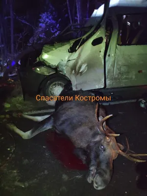 Подробности жуткой аварии с лосем под Костромой: возбудили уголовное дело —  Новости Костромы
