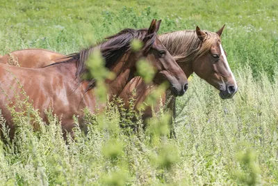 Мои свежие кадры с лошадками из путешествия по Алтаю | Фотопутешествия |  Дзен