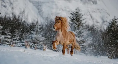 фотосессия с лошадью. Зимняя фотосессия. Winter Photosession. | Horse girl,  Horse photos, Winter horse