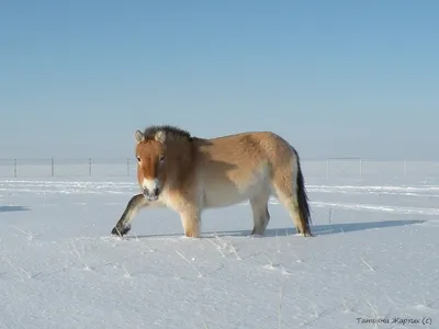 Фотосессии