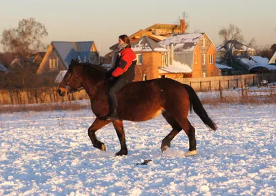 Верховая езда зимой - Конный клуб, конюшня в Ромашково, лошади, обучение  верховой езде, верховая езда в Москве, катание на лошадях, школа верховой  езды, конный спорт, уроки верховой езды, индивидуальные занятие верховой  ездой,