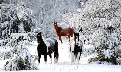 С лошадьми зимой картинки
