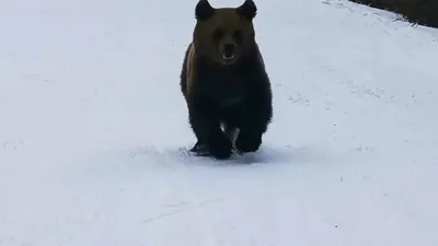 Архангельские лыжники стали лучшими на чемпионате России в Тюмени