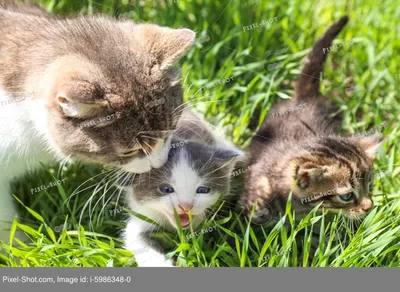 К чему снятся котята по соннику: толкование снов про котят