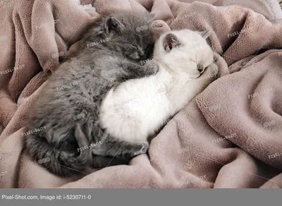 Симпатичные маленькие котята спят на мягкой клетке :: Стоковая фотография  :: Pixel-Shot Studio