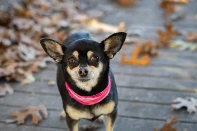 Самые маленькие собачки в мире | МанкиБлог | Дзен