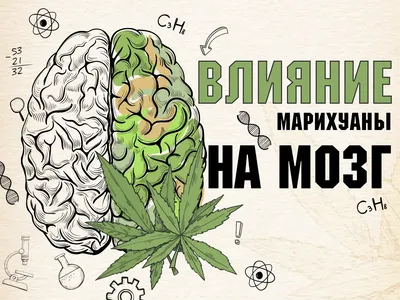 Марихуана: реальные факты, мифы и чей-то прибыльный бизнес | Басни  нарколога | Дзен