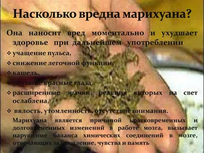 О вреде употребления марихуаны — Официальный сайт МО "Хасавюртовский район"