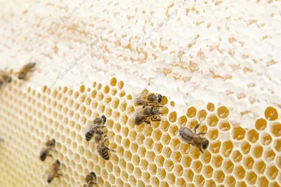 Пчелиные соты с мёдом - фото пчел в улье, складывающих мед в ячейки сота.  Стоковая фотография № 20220822_070603_349-1 - Фотобанк "Свой домик в  деревне"
