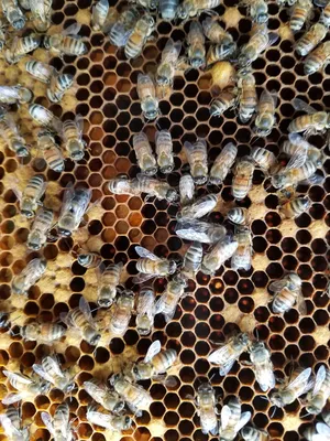 Сладкий сот с медом, пчелы и цветок, изолированных на белом :: Стоковая  фотография :: Pixel-Shot Studio