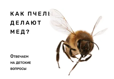 Как пчелы делают мед? Отвечаем на детские вопросы | Sciencely — Умный  журнал. Естественные науки для детей. | Дзен