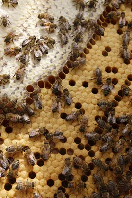 Неправильный мед: наивные вопросы про пчел в Москве - РИА Новости,  