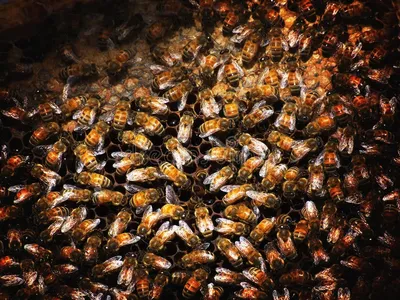 Гигантская пчела: Особо агрессивная пчела с уникальным галлюциногенным мёдом.  Люди рискуют жизнью, чтобы собирать его! | Пикабу