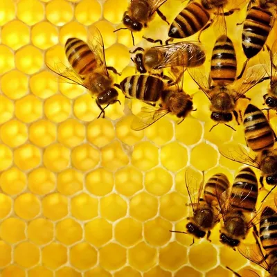 Пчелы - красивые картинки (100 фото)
