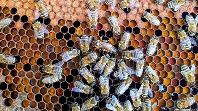 Лэпбук “Мед и пчелы” – Психологическое зеркало и тИГРотека