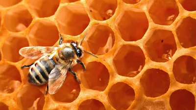 Картинки на тему #пчелы - в Шедевруме