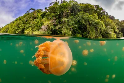 Медуза корнерот — Разновидности и особенности одной из красивейших медуз в  мире