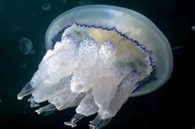 Светящиеся медузы в море - 56 фото