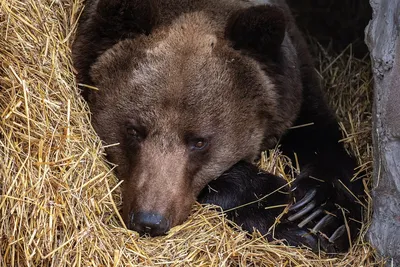 Симпатичный Бурый Медведь Гризли Семьи Ursus Arctos Играет На Лежа Стволе  Дерева Смерти В Глубоком Кусте Дикая Природа Фотографии Сцены Тайной —  стоковые фотографии и другие картинки Без людей - iStock