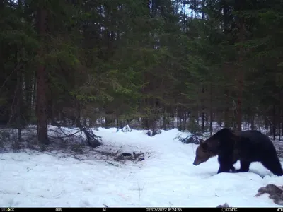 Бурый медведь смотря из куста Стоковое Фото - изображение насчитывающей  древесины, конец: 146179694