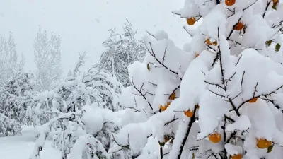 Сильный снег, метель и гололед ожидаются в Самарской области 2 ноября