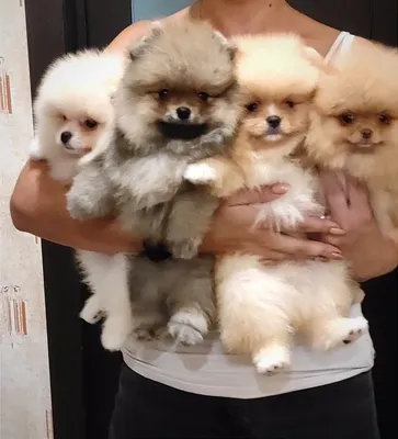 Милые собачки щенки разных пород» — создано в Шедевруме
