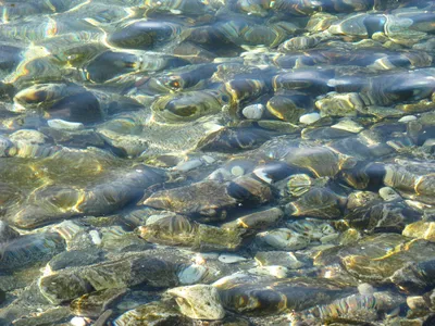 Осьминог с морским дном и морскими водорослями. Нарисованная от руки  акварельная подводная иллюстрация на изолированном фоне. Красочный  подводный рисунок океанского дна и морских животных с маленькими рыбками  для биологического дизайна - Ozero -