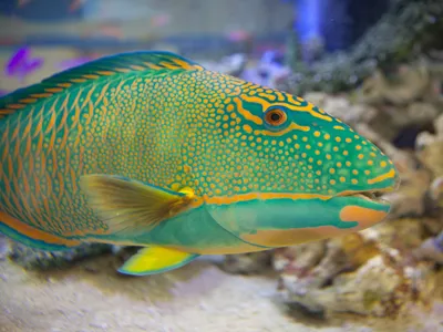 Морские аквариумные рыбки: виды, фото, видео