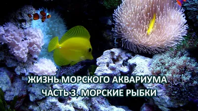 Набор развивающих деревянных игрушек "Морские рыбки" / набор, 11 фигурок /  детская вальдорфская - купить с доставкой по выгодным ценам в  интернет-магазине OZON (599831752)