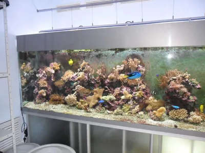 Невероятный аквариум с морскими …» — создано в Шедевруме
