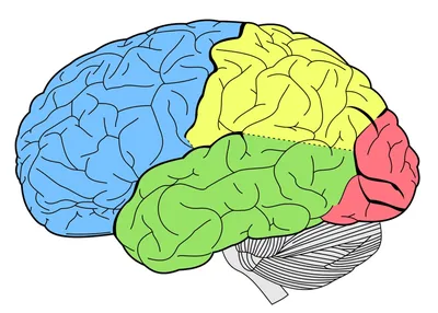 Что происходит с нашим мозгом, когда мы изучаем новый язык