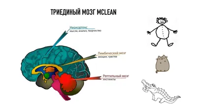 Важно ли тренировать мозг?