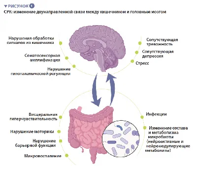 Как работает мозг на уроках: концентрируем внимание и тренируем память  учеников — журнал | «Освіторія»