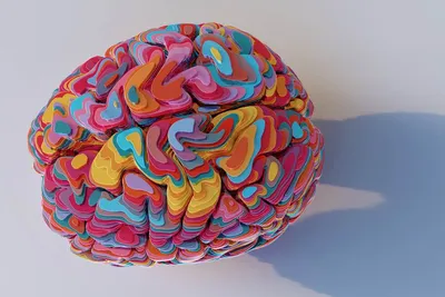 Мозг, Великий и Ужасный. Как устроен головной мозг человека? | Биология с  Марией Семочкиной | Дзен