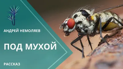 Муха брошь, золотистая муха, вышитая муха, украшение с мухой,насекомое  купить в интернет-магазине Ярмарка Мастеров по цене 3600 ₽ – TKYSURU |  Брошь-булавка, Бобруйск - доставка по России