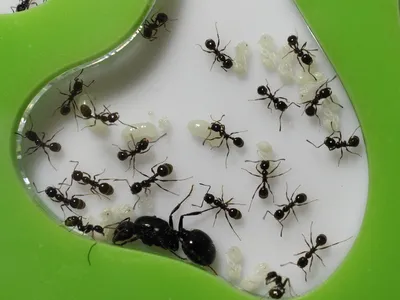 Формикарий с муравьями Messor structor | Семья в сборе :) Ма… | Flickr