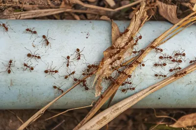 Какие муравьи лучше для фермы? Какие муравьи лучше подойдут для новичков?
