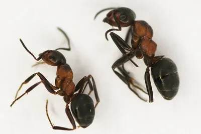 Муравьиные фермы купить в Москве — цены на формикарий с муравьями в  интернет-магазине Antplanet