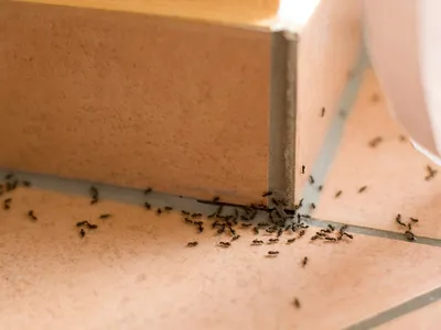 Компьютерная игра подсказала способ повлиять на исход сражений между  муравьями