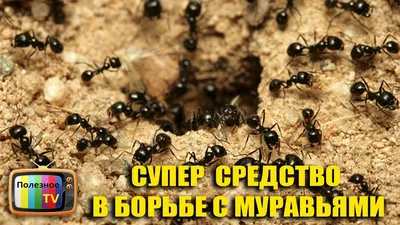 Муравьиная ферма с муравьями в комплекте - купить дешево в Москве